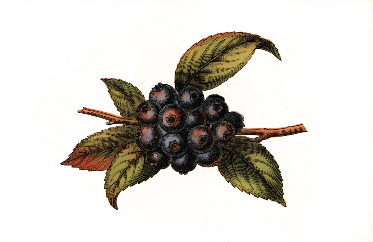 Blueberry Muffins illustration