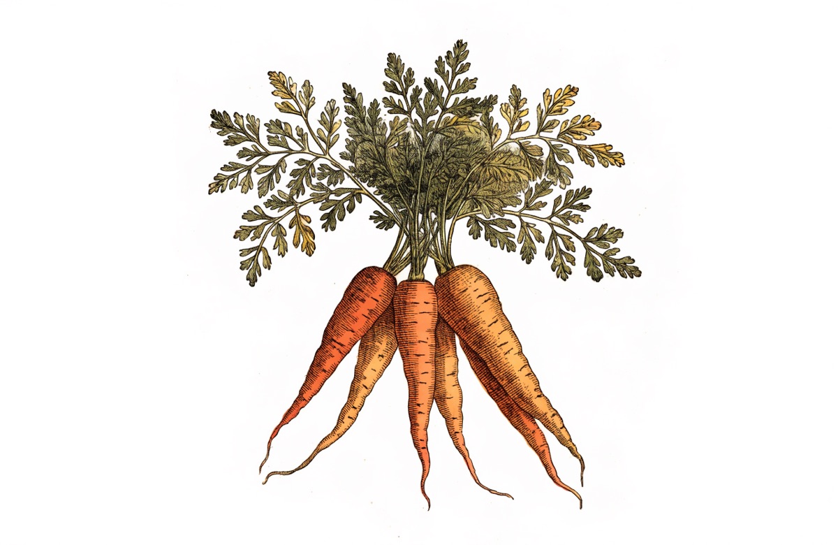 Carrot Cake illustration