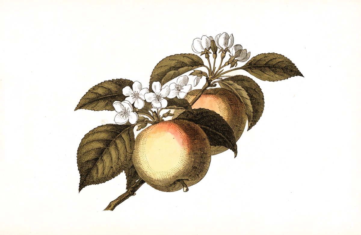 Classic Apple Pie illustration