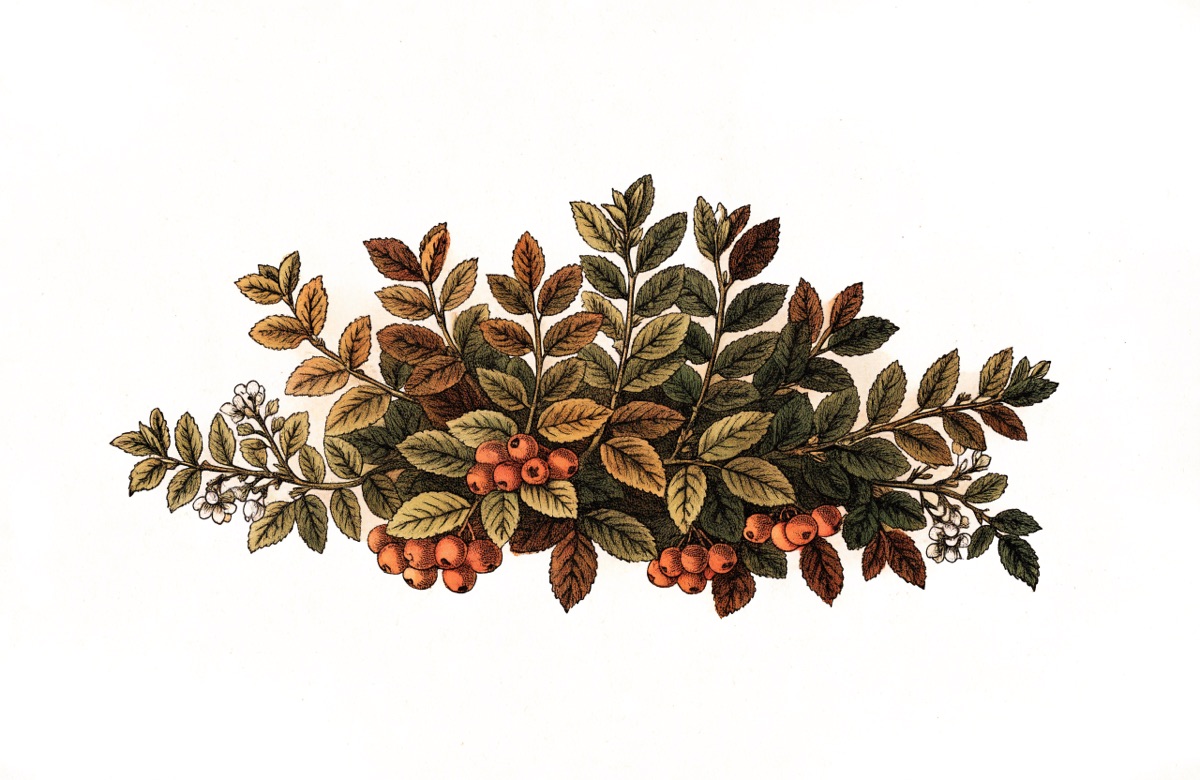 Cranberry Orange Loaf illustration