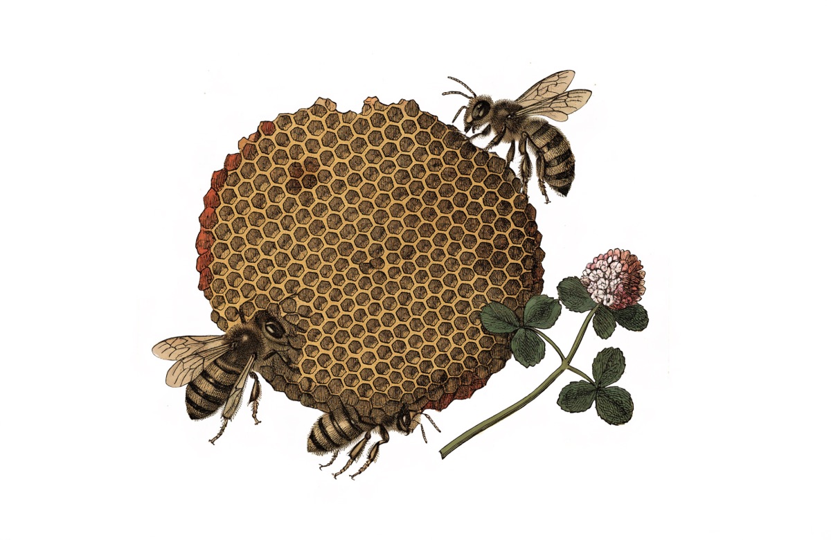 Honey Wheat Dinner Rolls illustration
