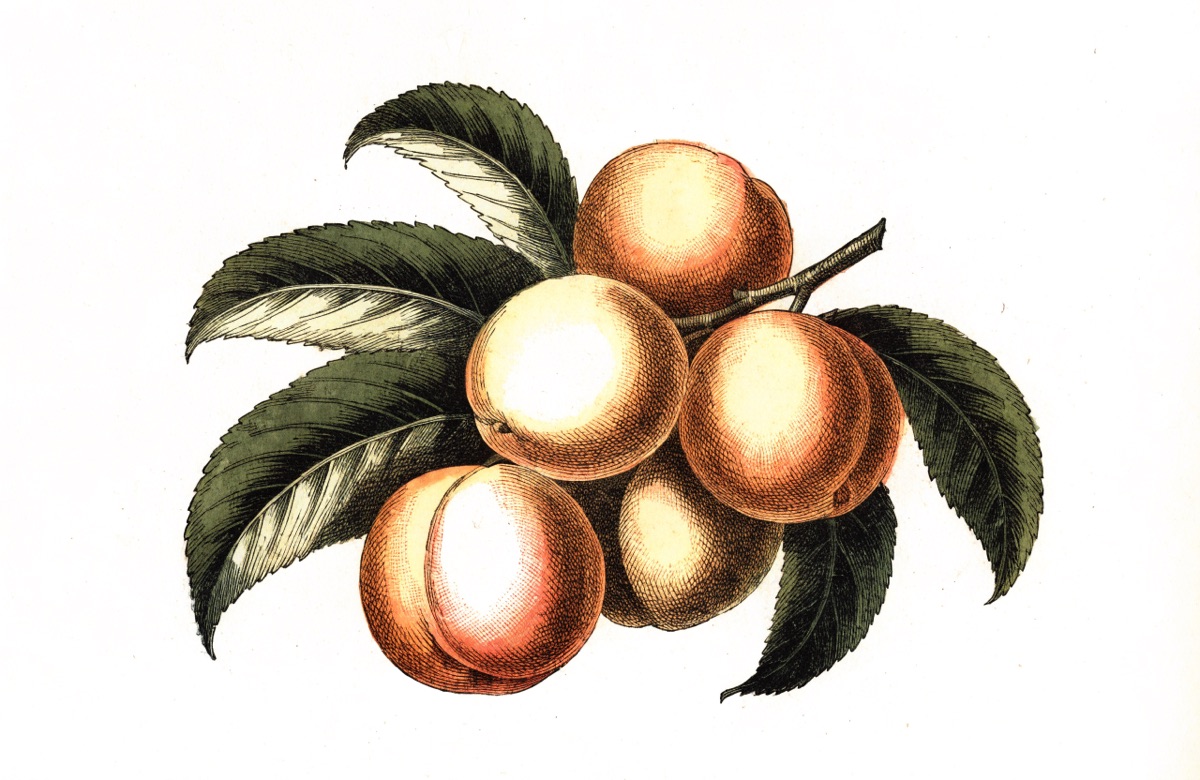 Peach Cobbler illustration