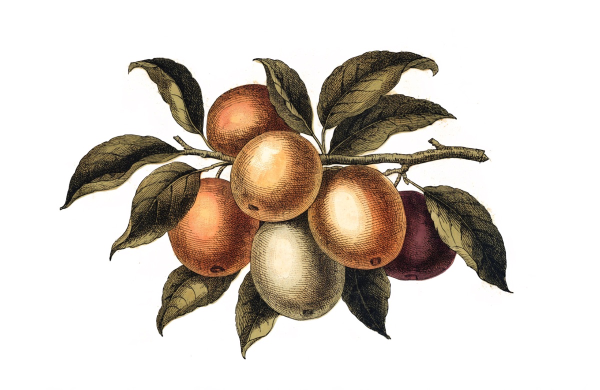 Plum Cake illustration