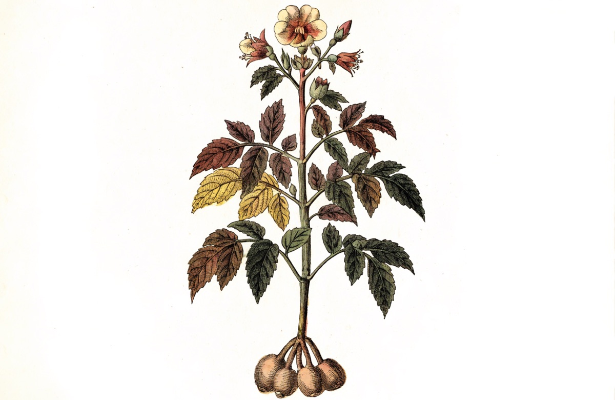 Potato Gratin illustration