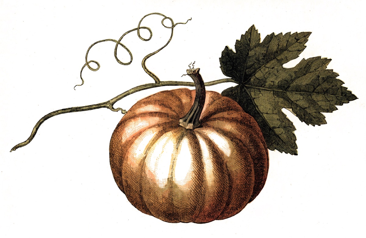 Pumpkin Bread illustration
