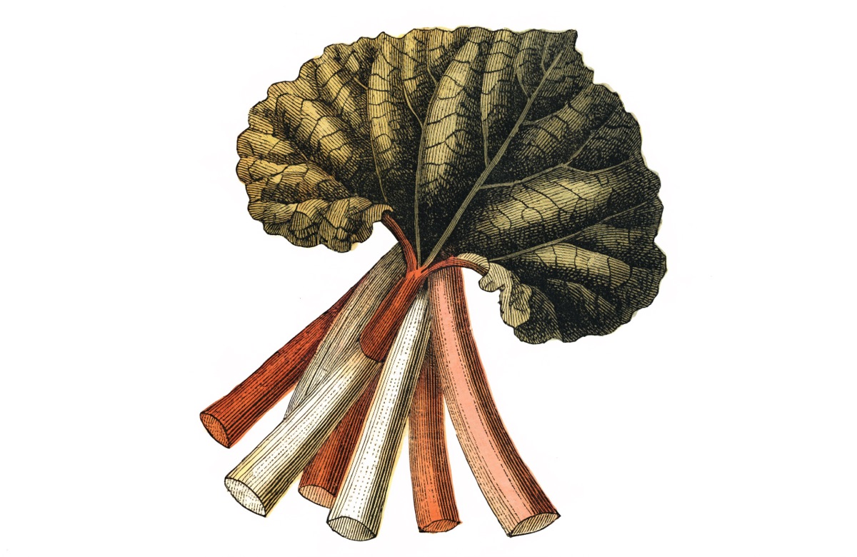 Rhubarb Muffins illustration