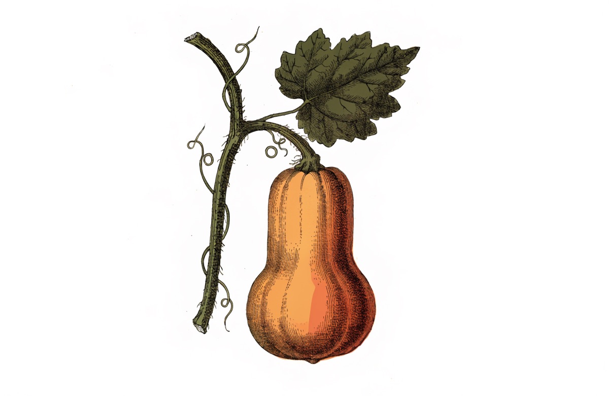 Roasted Squash Risotto illustration