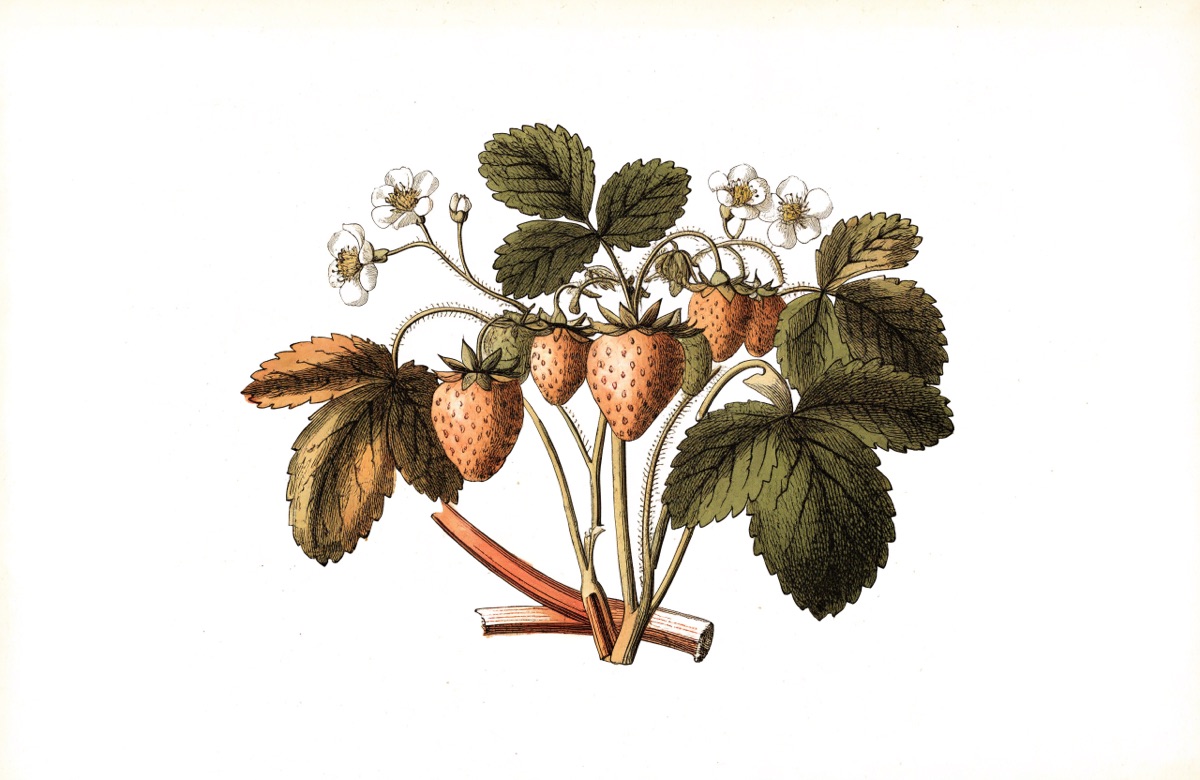Strawberry Rhubarb Crisp illustration