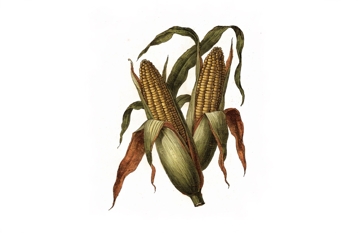 Sweet Corn Chowder illustration