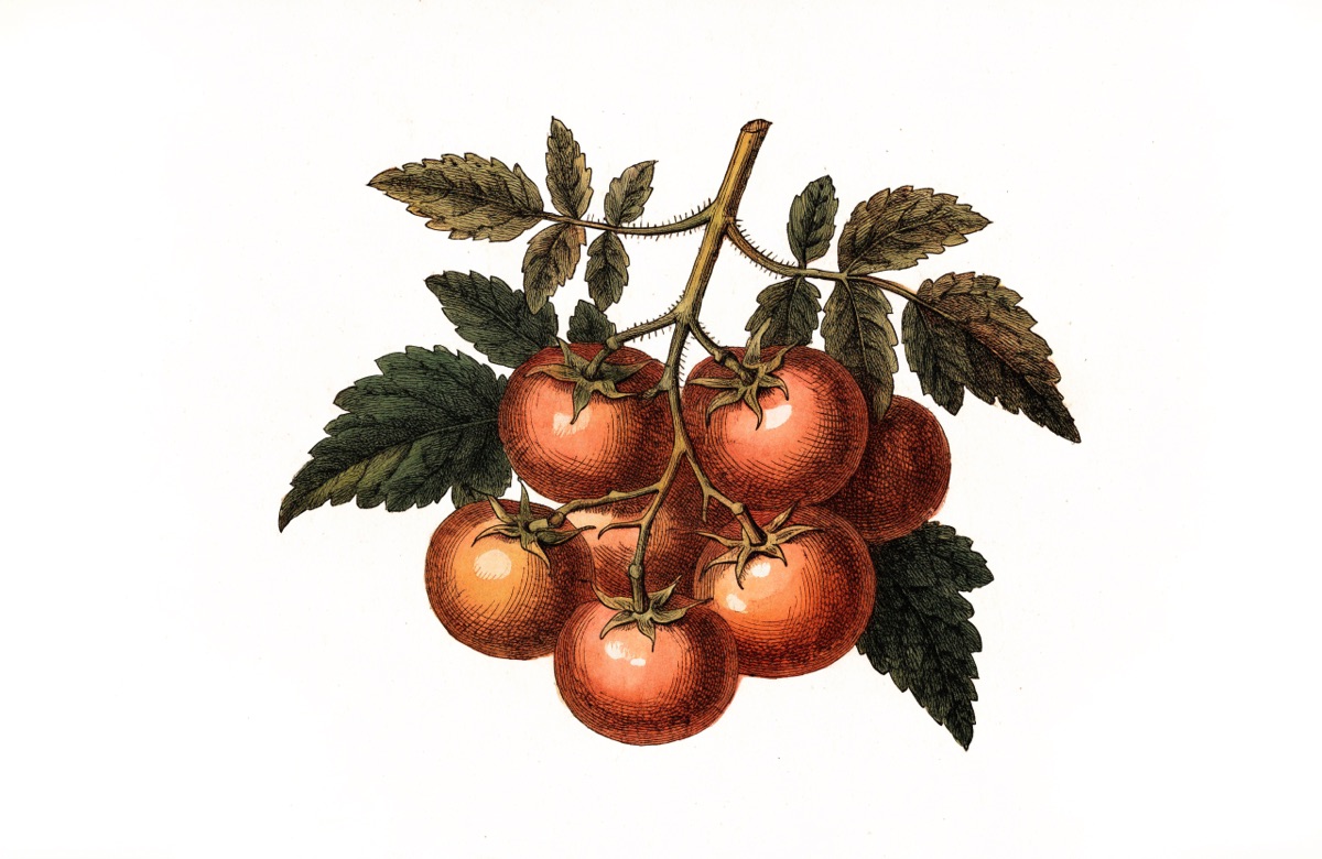 Tomato Sandwiches with Herb Mayo illustration