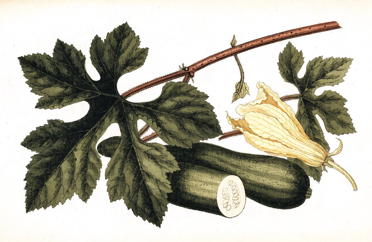 Zucchini Fritters illustration
